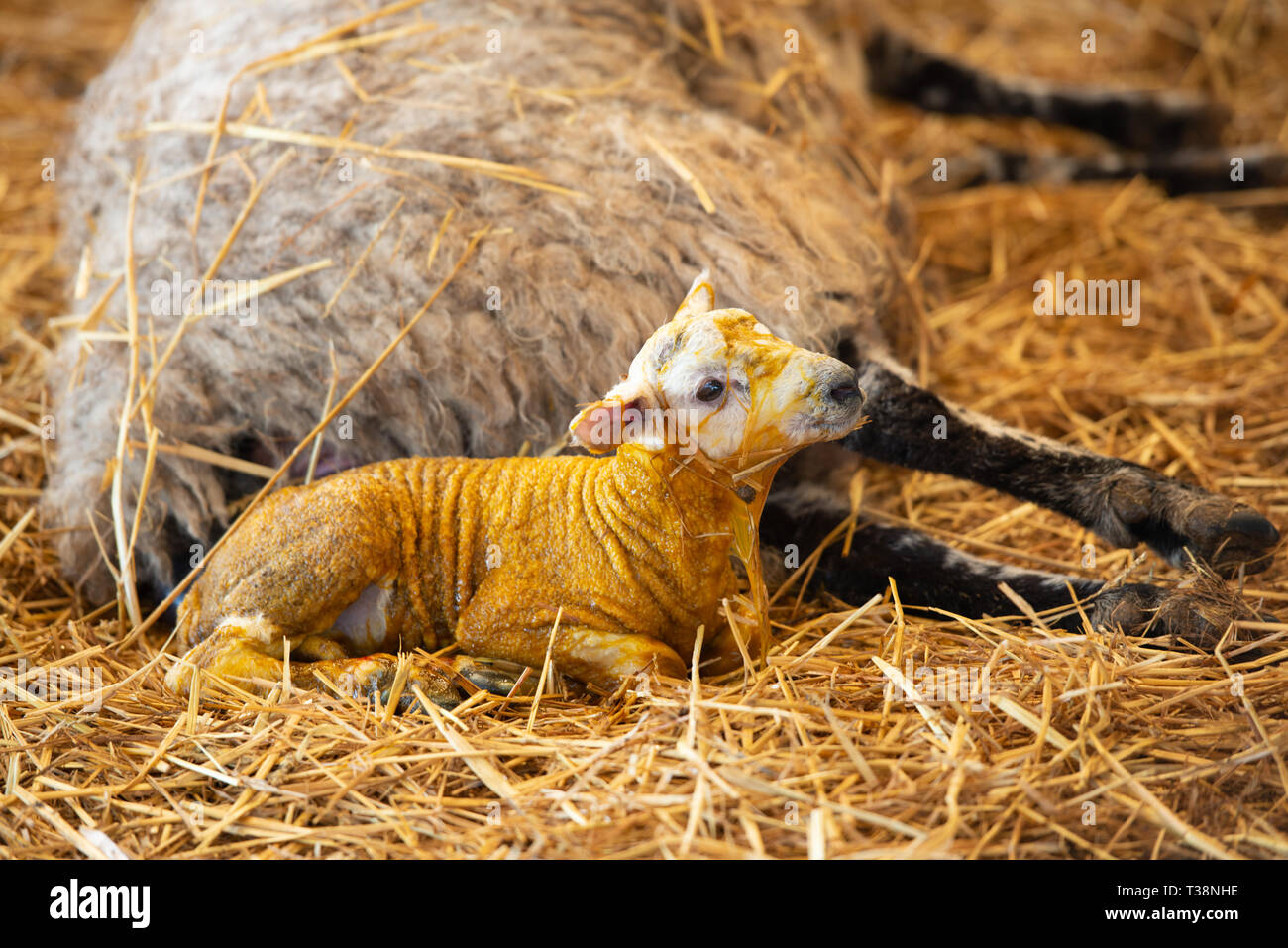 birth of a lamb newborn lamb Stock Photo Alamy