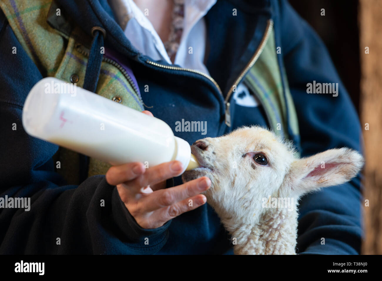 Orphan lamb hires stock photography and images Alamy