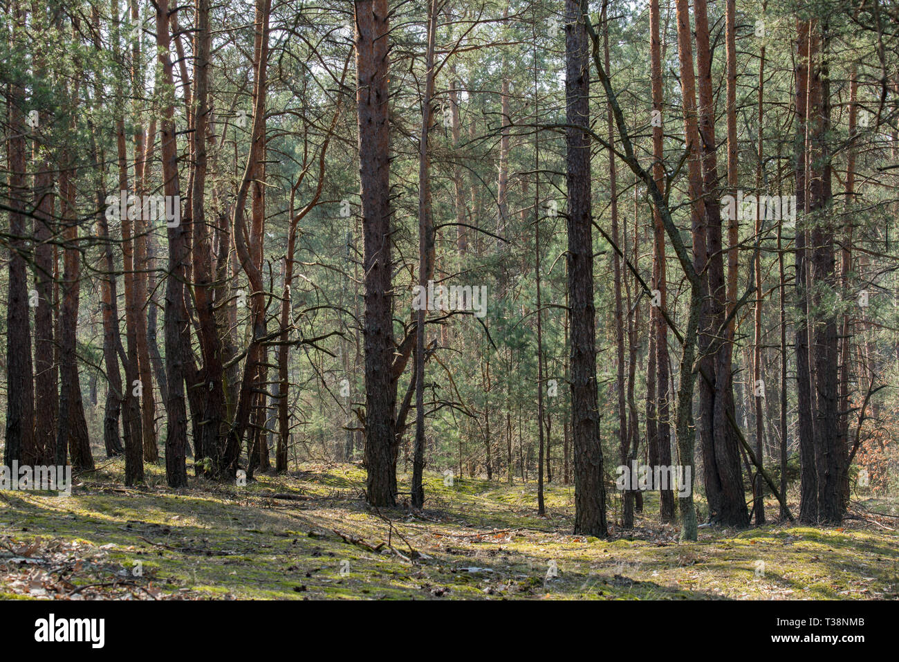 young pine forest on sunny day Stock Photo