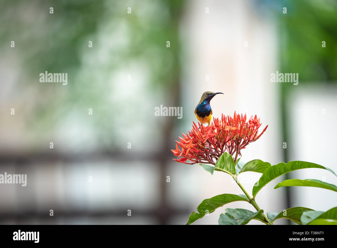 small bird trying to test flower juice at the red spike flower bouquet. Stock Photo