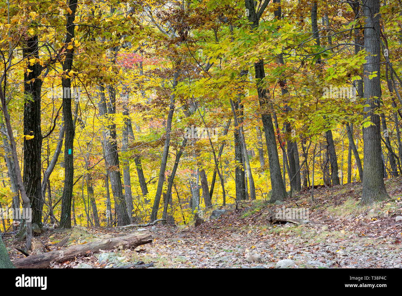 The Long Path and High Tor Trail descending into a dense forest of fall