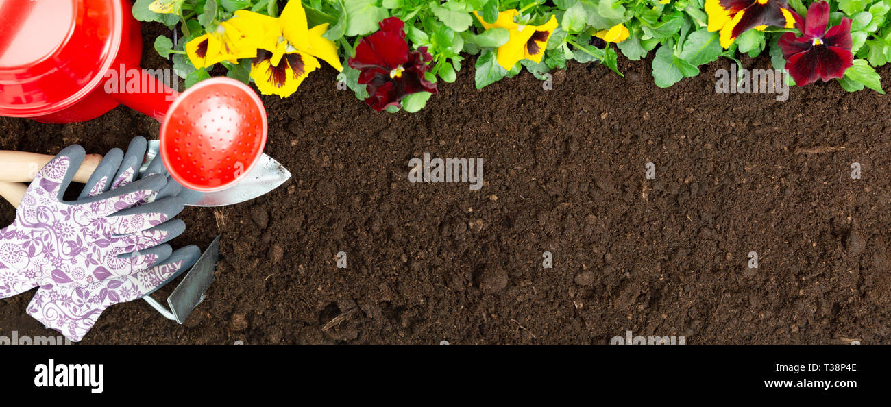Gardening tools on soil background. Planting spring pansy flower in garden. Spring garden work concept Stock Photo