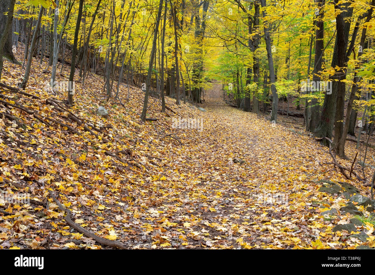 The High Tor Trail passing through fall leaves covering the ground and autumn leaves clinging to the trees. High Tor State Park, New York Stock Photo