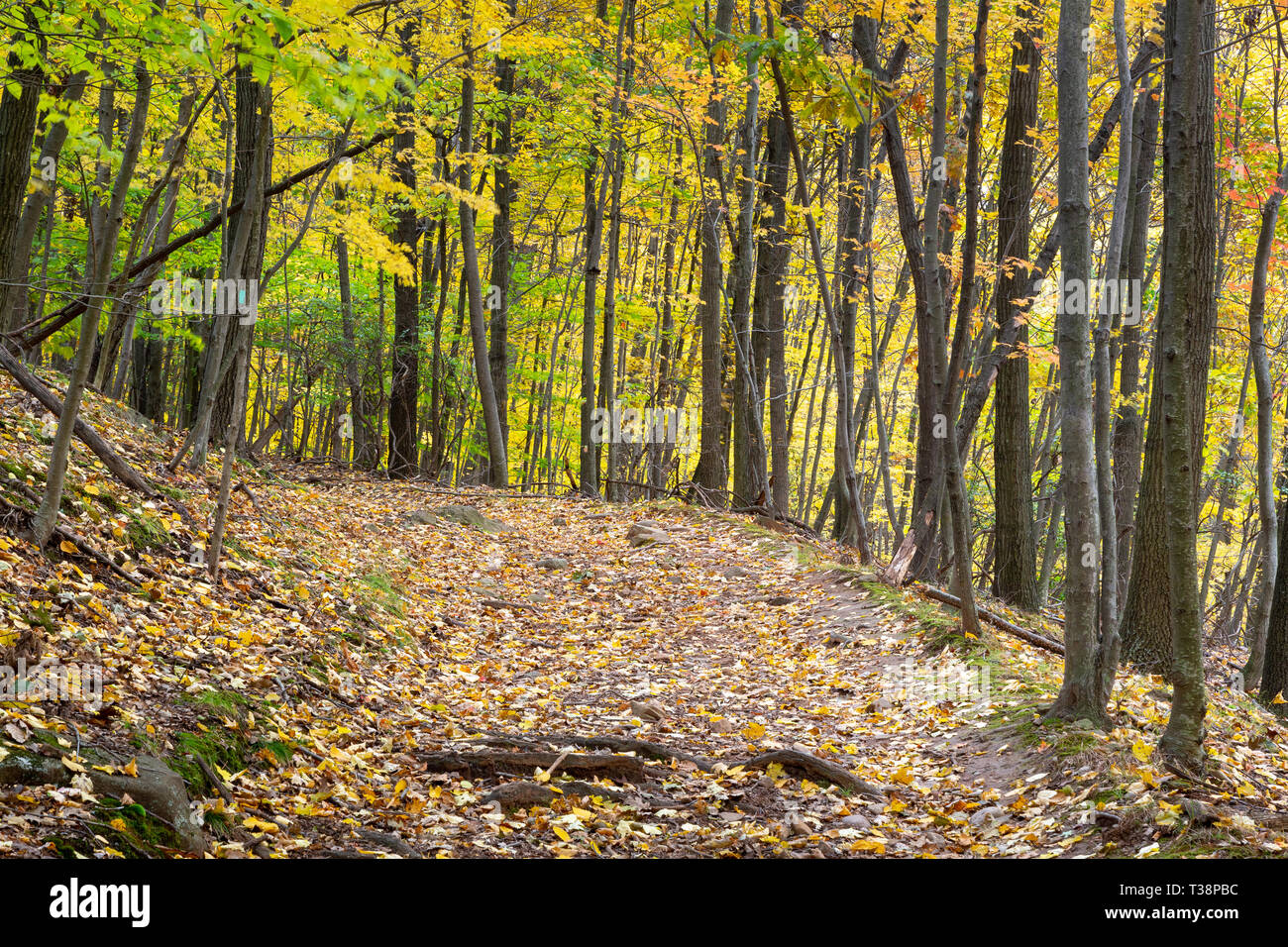 The Long Path and High Tor Trail bending through a forest of autumn