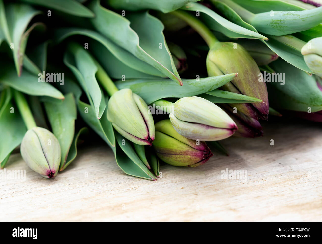Tulip bouquet still life ( selective focus ) Stock Photo