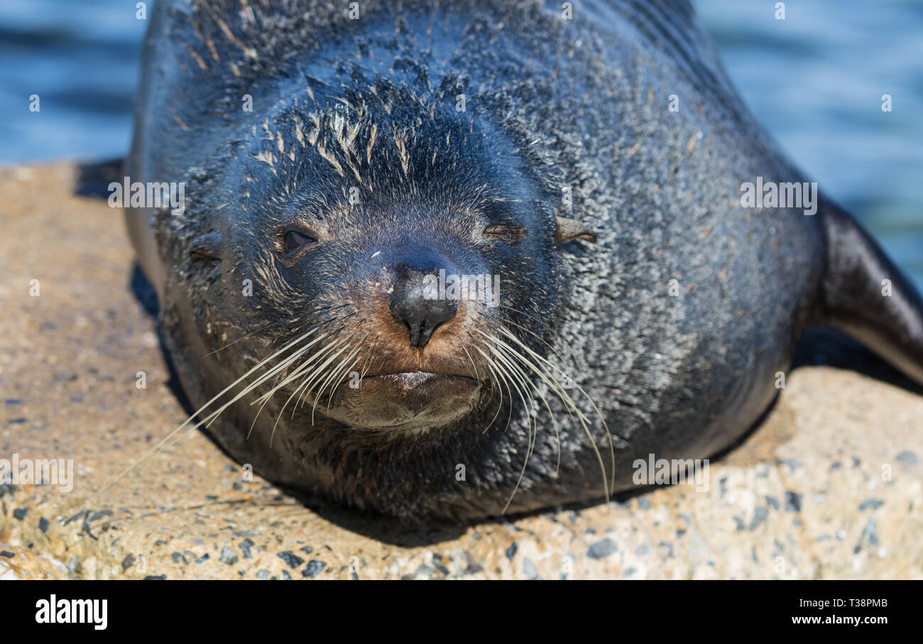New Zealand Fur Seal Arctocephalus forsteri Stock Photo - Alamy