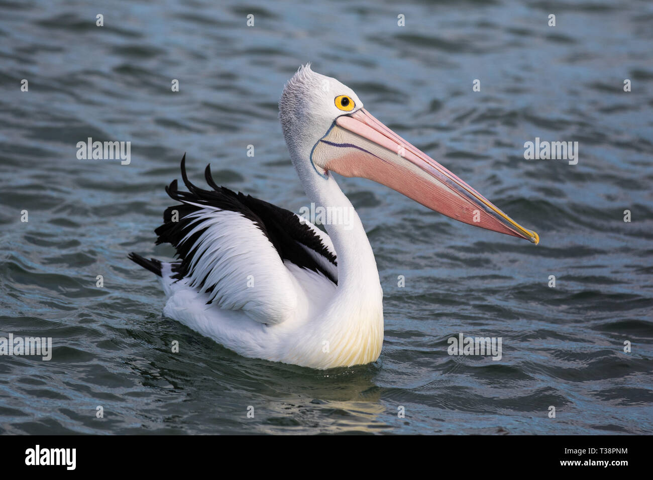 Portrait of Australian Pelican Pelecanus conspicillatus Stock Photo