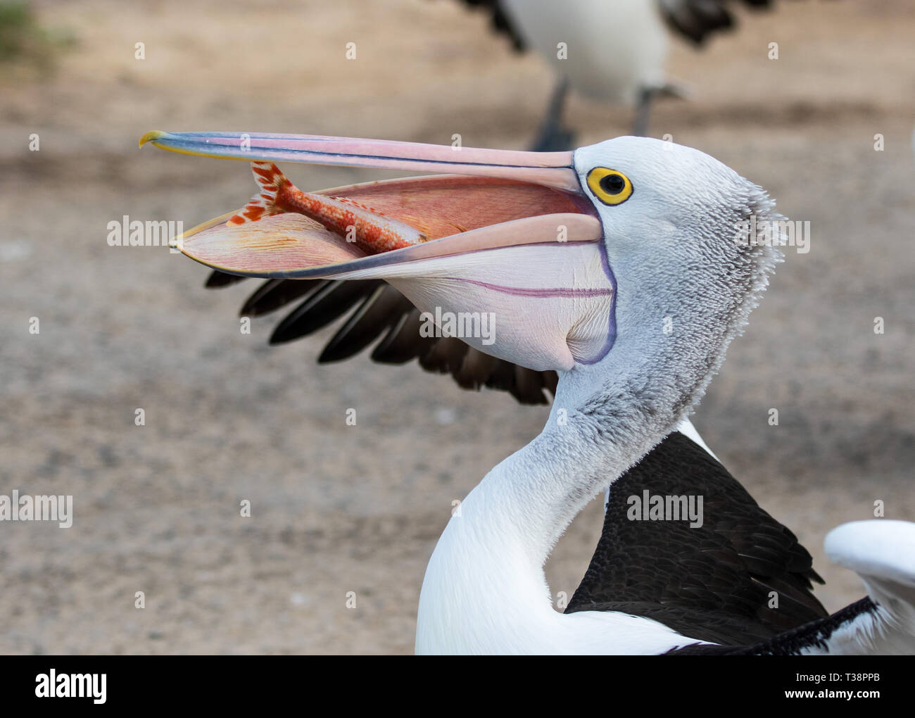 Australian pelican Pelecanus conspicillatus with fish in its beak. Eating fish Stock Photo