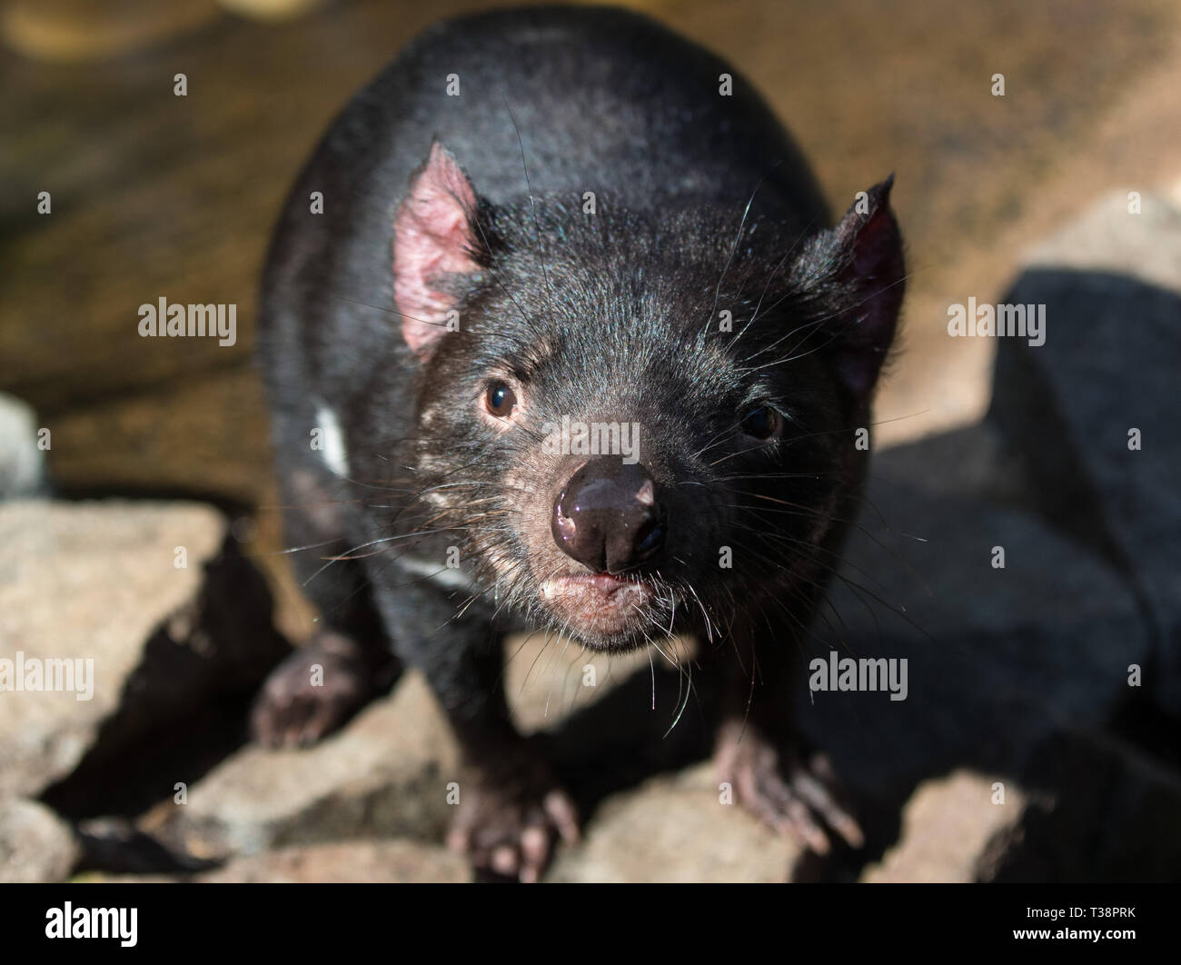 Closeup portrait of the Tasmanian devil Sarcophilus harrisii looking at the camera. Predator Stock Photo
