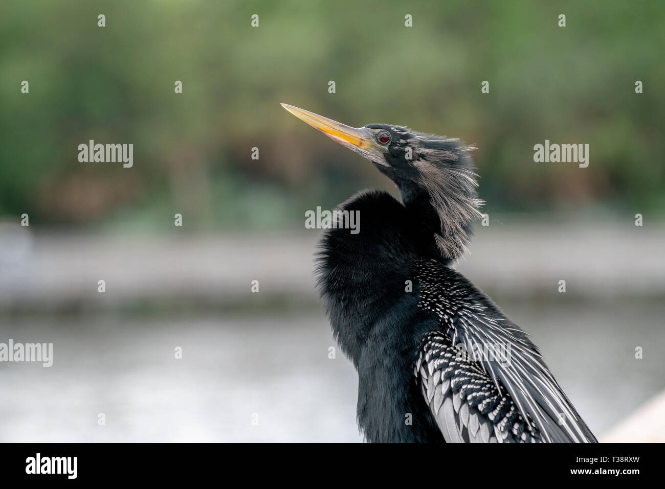 A male Anhinga at a nature preserve in Florida USA Stock Photo