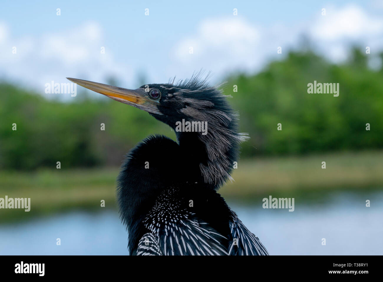 A male Anhinga at a nature preserve in Florida USA Stock Photo