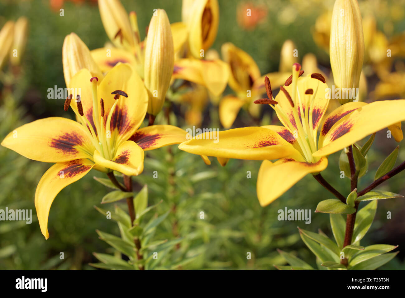 Yellow lily flowers in a garden in a summer day Stock Photo
