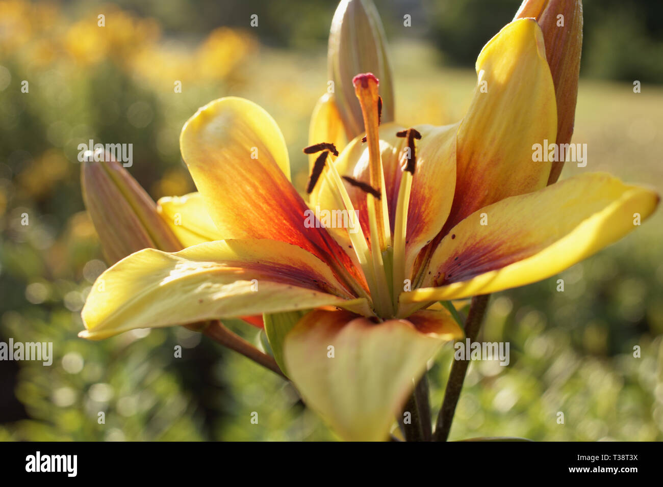 Yellow lily flowers in a garden in a summer day Stock Photo
