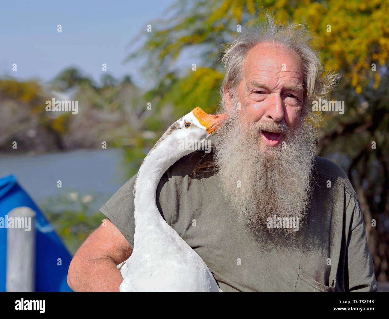 A goose nuzzles the long gray beard of a surprised looking old man. Stock Photo