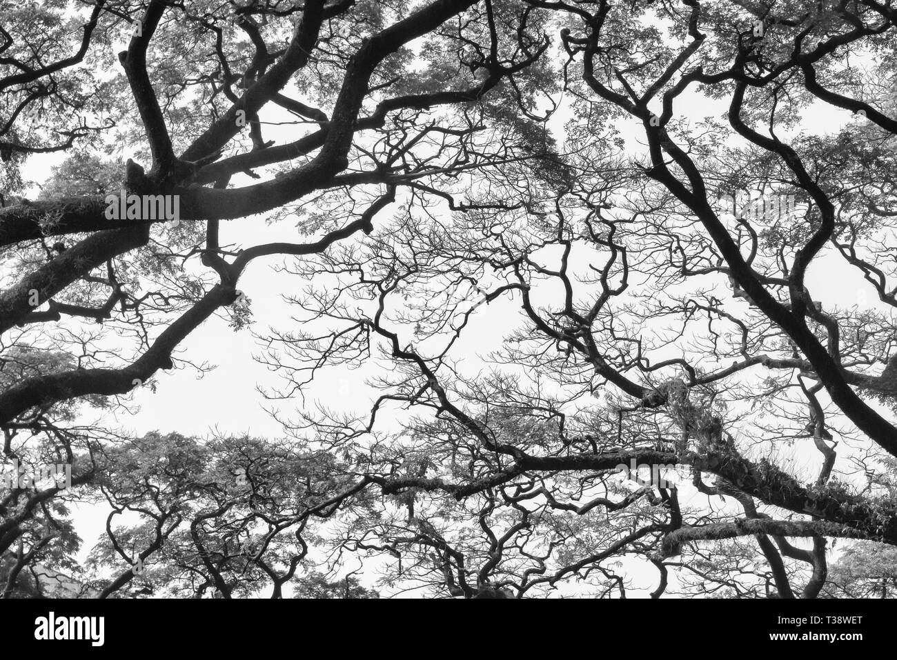 A big tree, Dhaka, Bangladesh Stock Photo