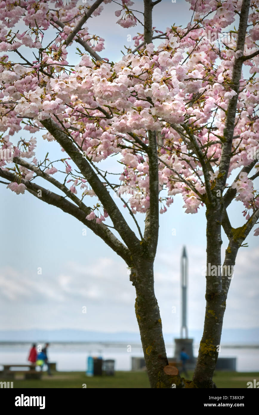Garry point cherry blossoms cherry blossom festival in richmond bc on