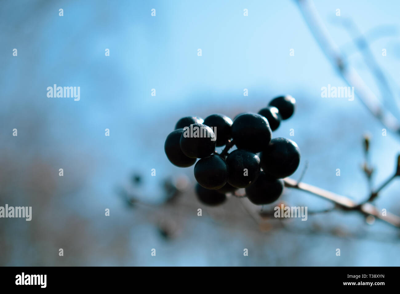 Wild blue berries hi-res stock photography and images - Alamy
