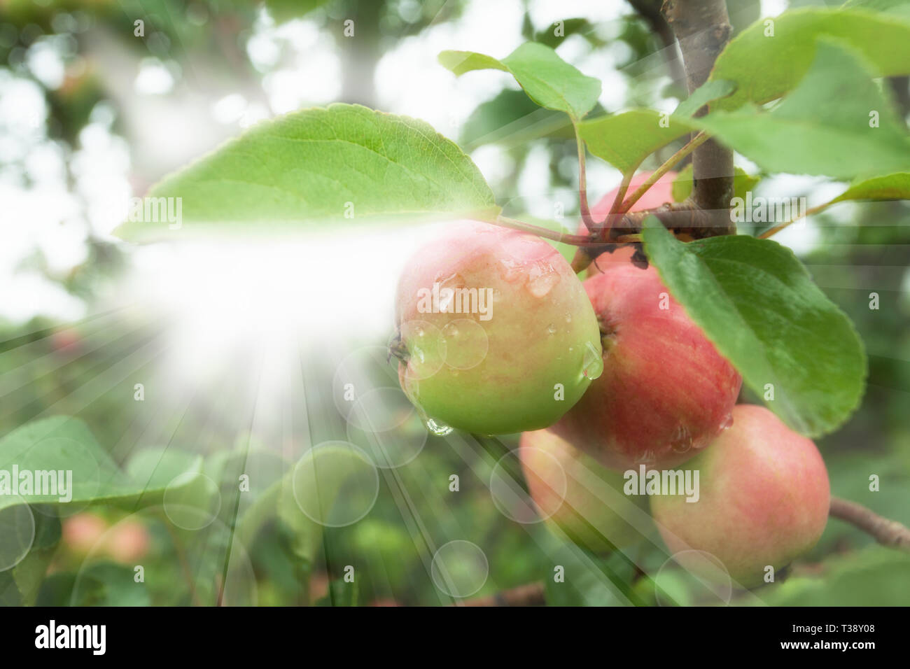 Apple tree morning light dew hi-res stock photography and images - Alamy