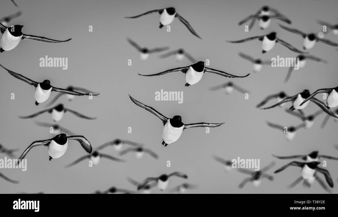 A flock of Guillemots in flight Stock Photo