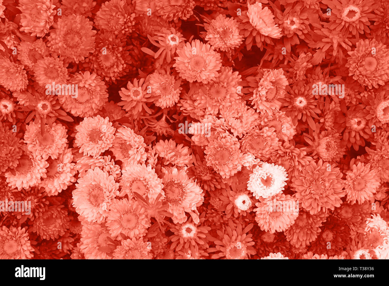 Close up coral pink color toned background of fresh small aster flower heads, elevated top view, directly above Stock Photo