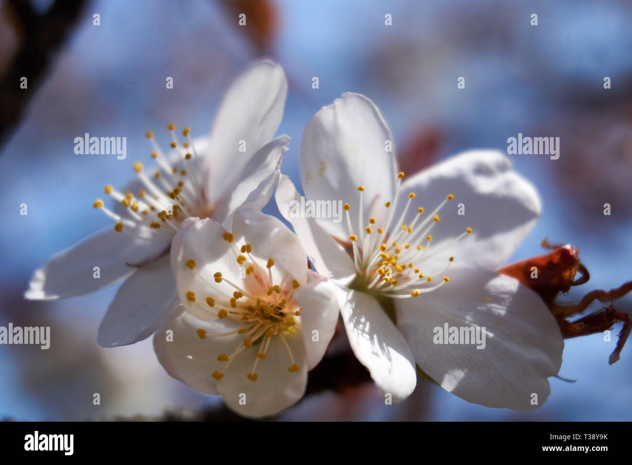 Sakura (Japanese cherry blossoms) on a spring day in Moriya, Ibaraki, Japan. Stock Photo