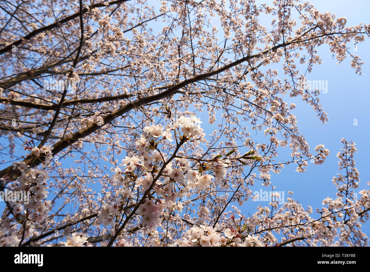 Sakura (Japanese cherry blossom tree) branches and flowers silhouetted ...