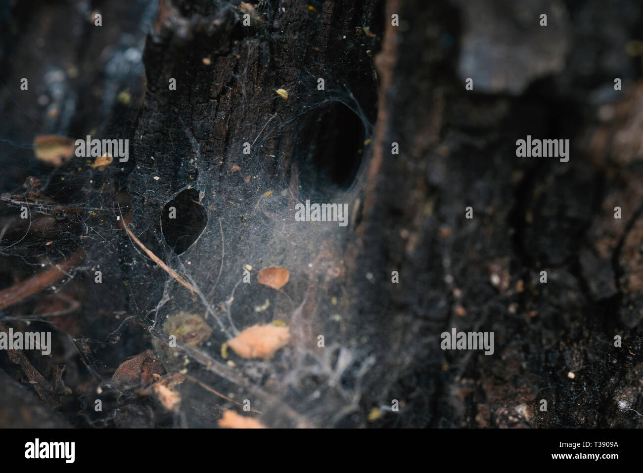 funnel weaving spider deep Stock Photo