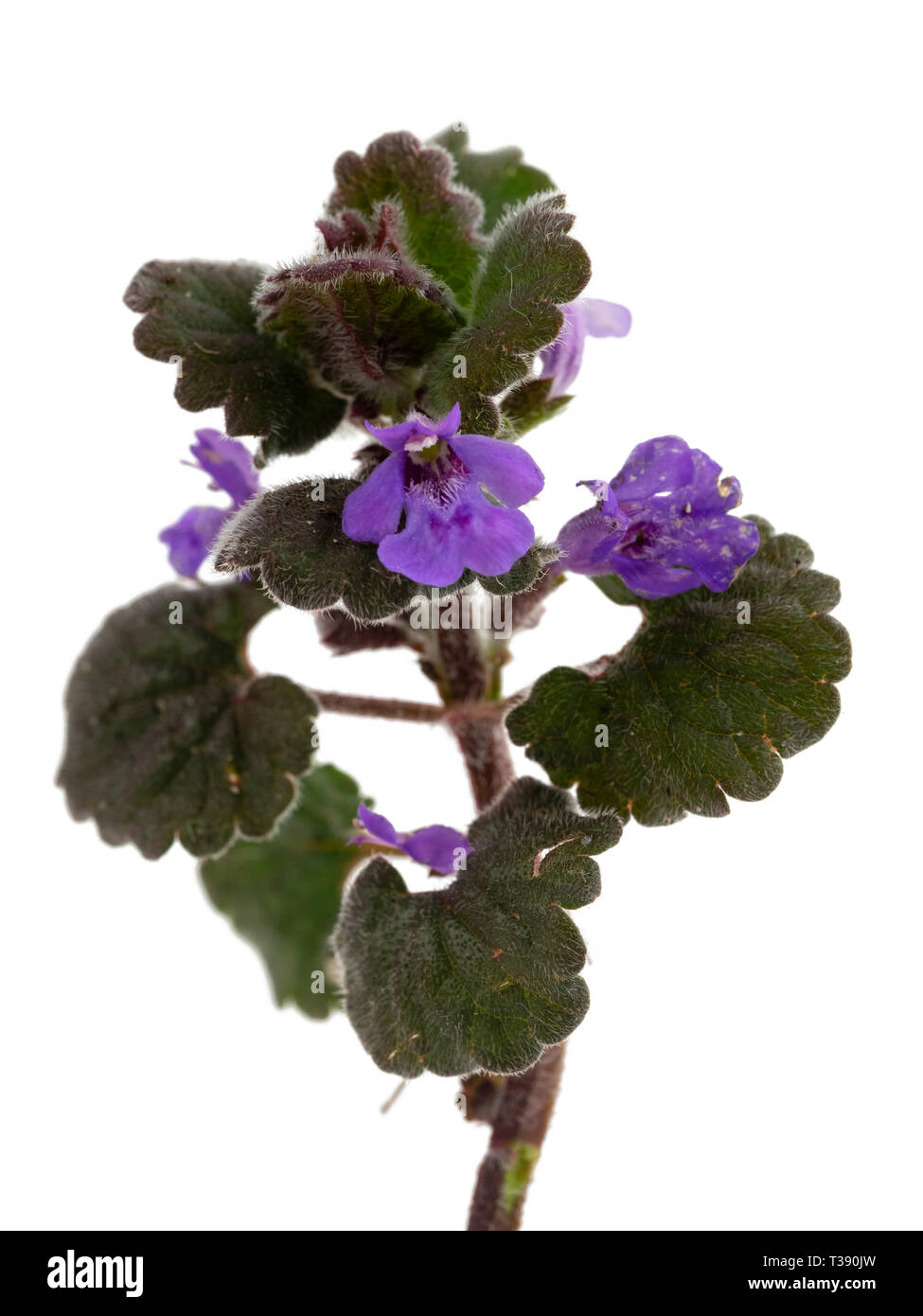 Creeping stems of the perennial UK wildflower, Glechoma hederacea, ground ivy, a frequent garden weed Stock Photo