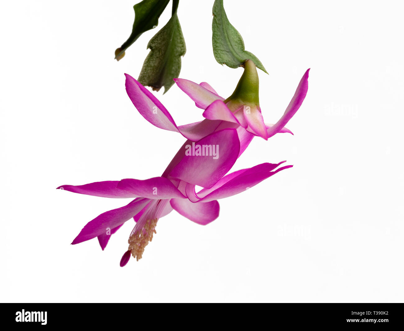 Flower of the epiphytic Christmas cactus, Schlumbergera truncata, against a white background Stock Photo