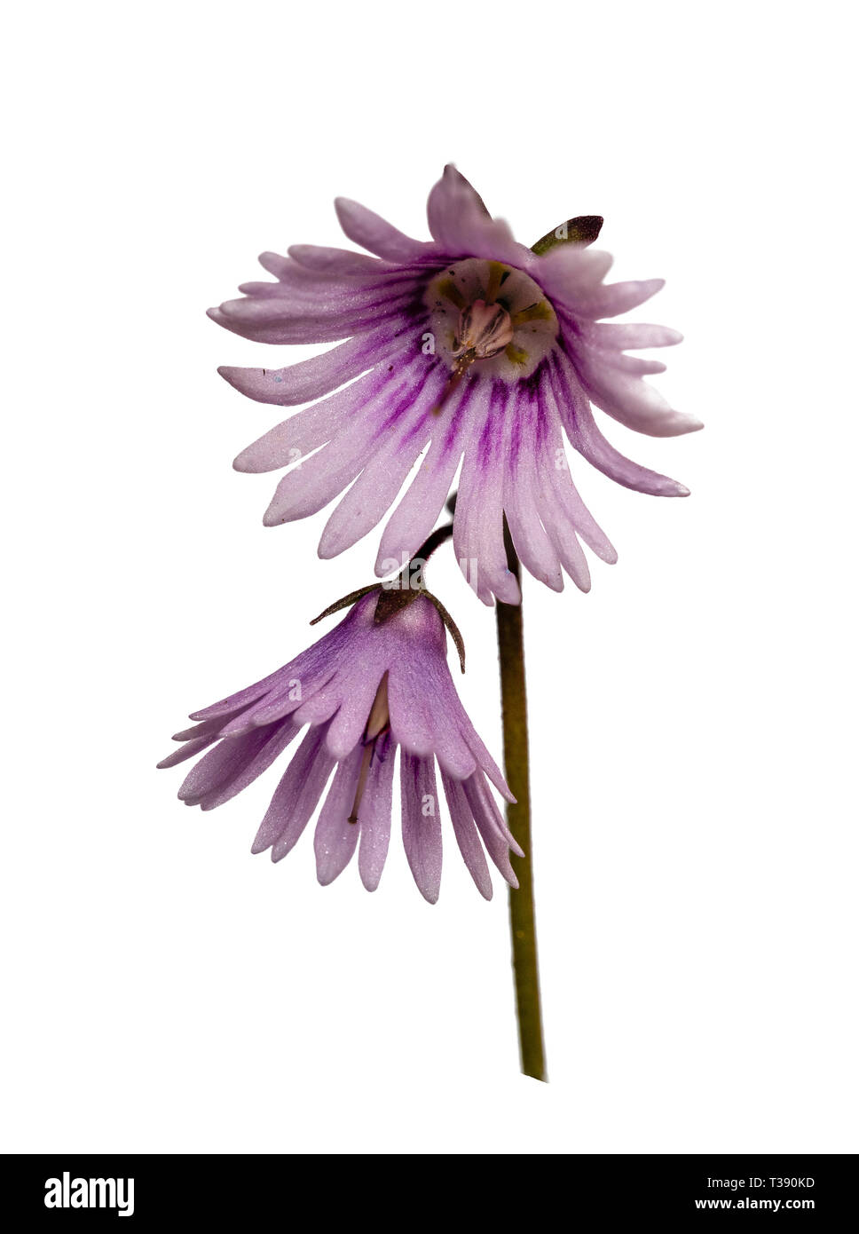 Focus stacked image of the spring flowering alpine, Soldanella 'Sudden Spring', against a white background Stock Photo