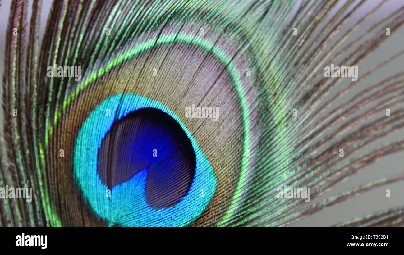 Pluma de pavo real macro.  Macro peacock feather. Stock Photo