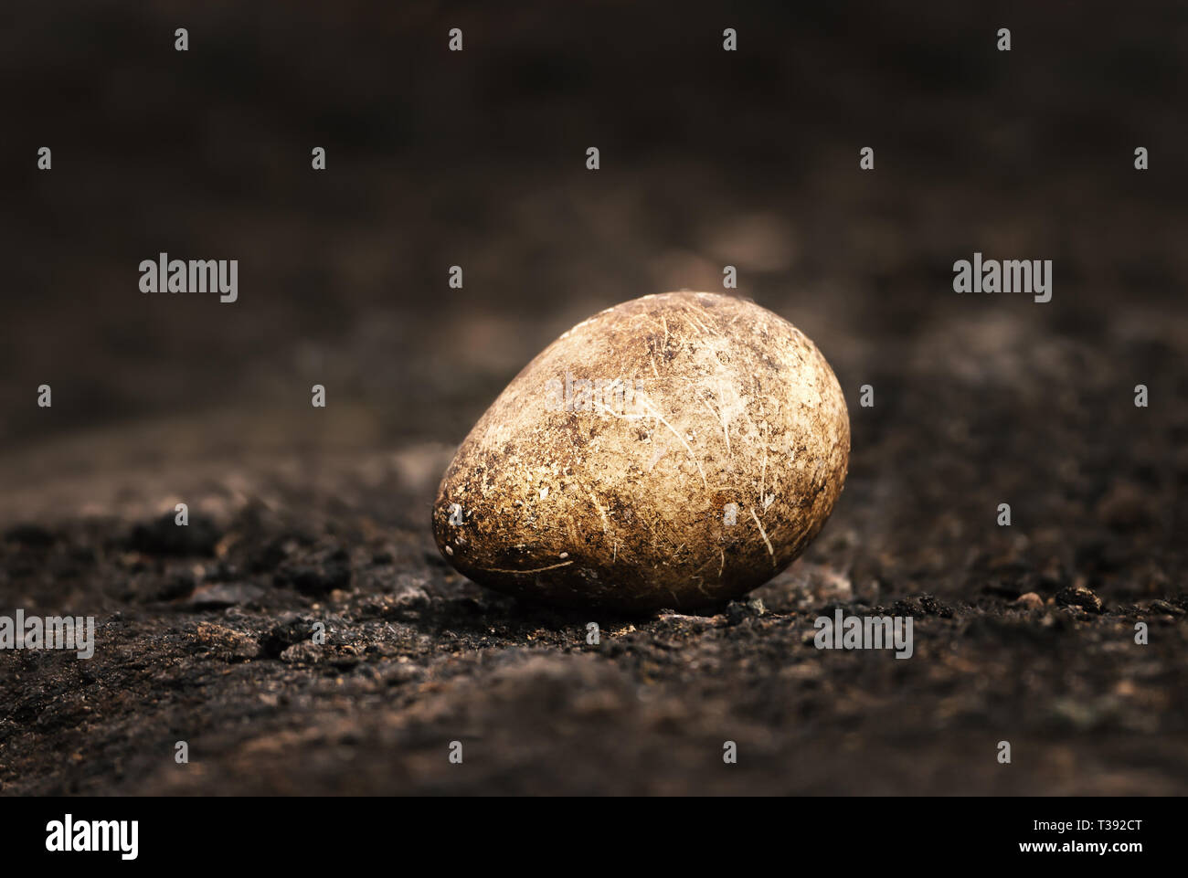 Close up of a King penguin egg, Falkland Islands. Stock Photo