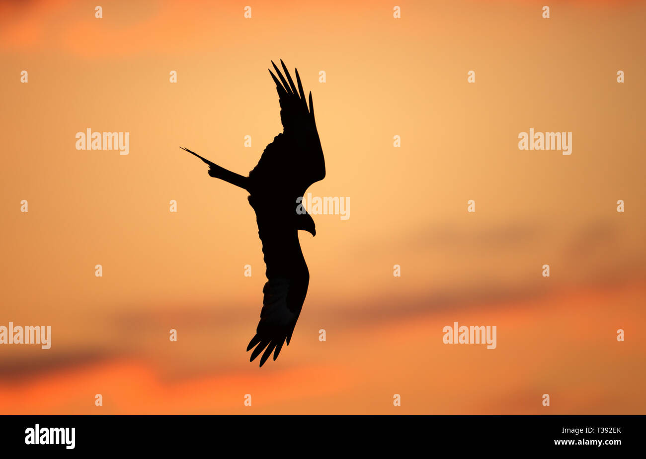 Silhouette of a red kite (Milvus milvus) in flight, UK. Stock Photo