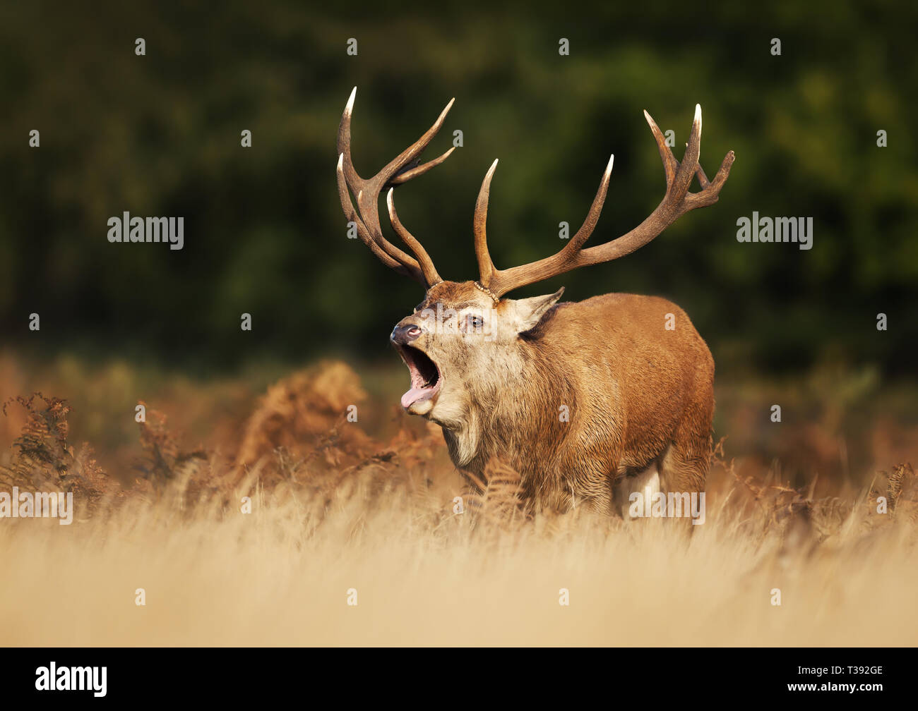 Close up of a red deer calling during rutting season in autumn, UK Stock Photo Alamy