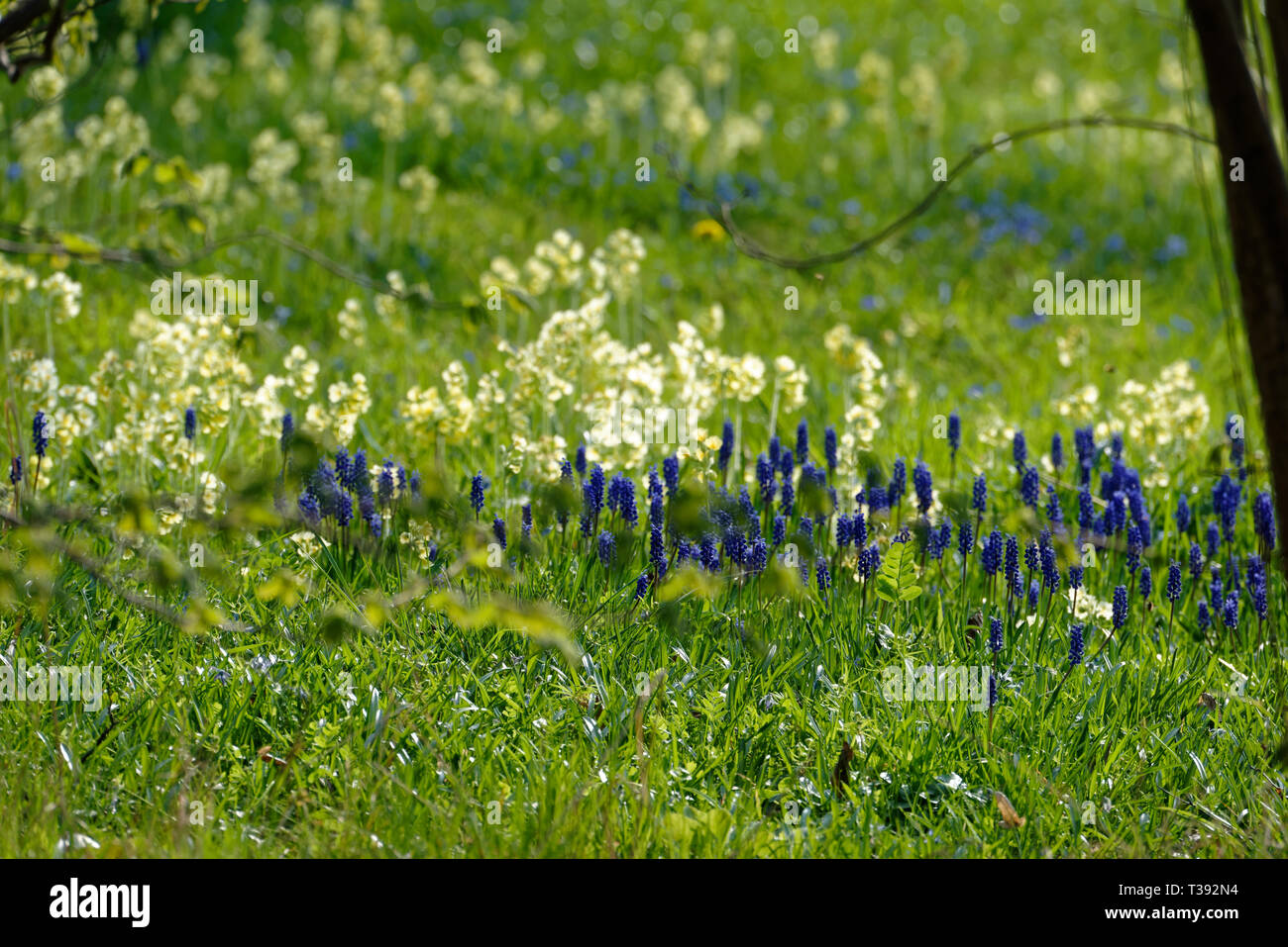 Scilla Blütenfest Das Blaue Wunder auf dem Lindener Berg Stock Photo ...