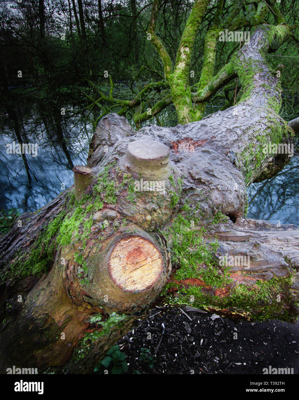 Tree branches hanging over water hi-res stock photography and images ...