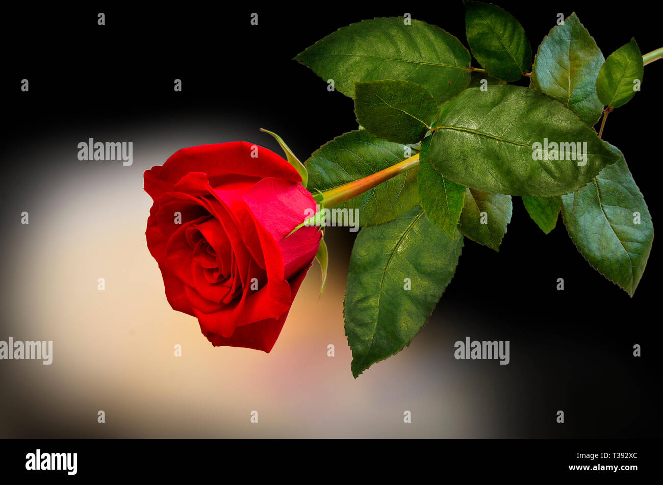 picture Single Red Rose Images Love Hd https www alamy com beautiful single fresh red rose with green leaves in the circle of light on dark background red flower close up as symbol of love and beauty image242988996 html
