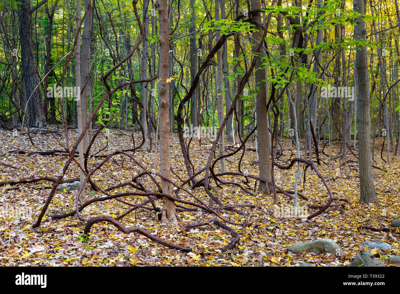 Large vines hanging from trees and dropping to the forest floor covered