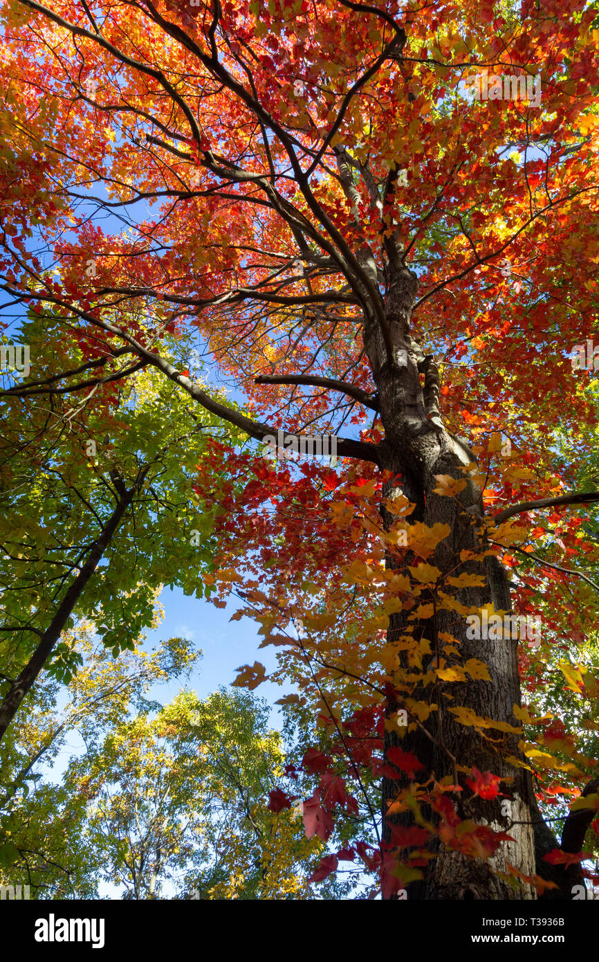 A large red maple tree changing during the fall season arching overhead