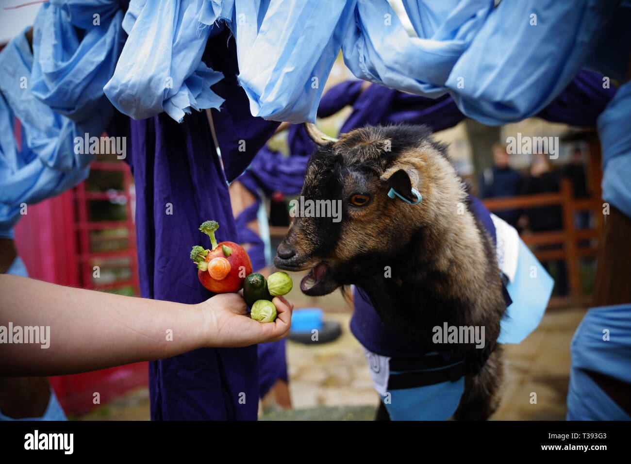 Coinciding with the Oxford & Cambridge Boat Race, two goats (one representing Oxford and one representing Cambridge) race for victory. Stock Photo