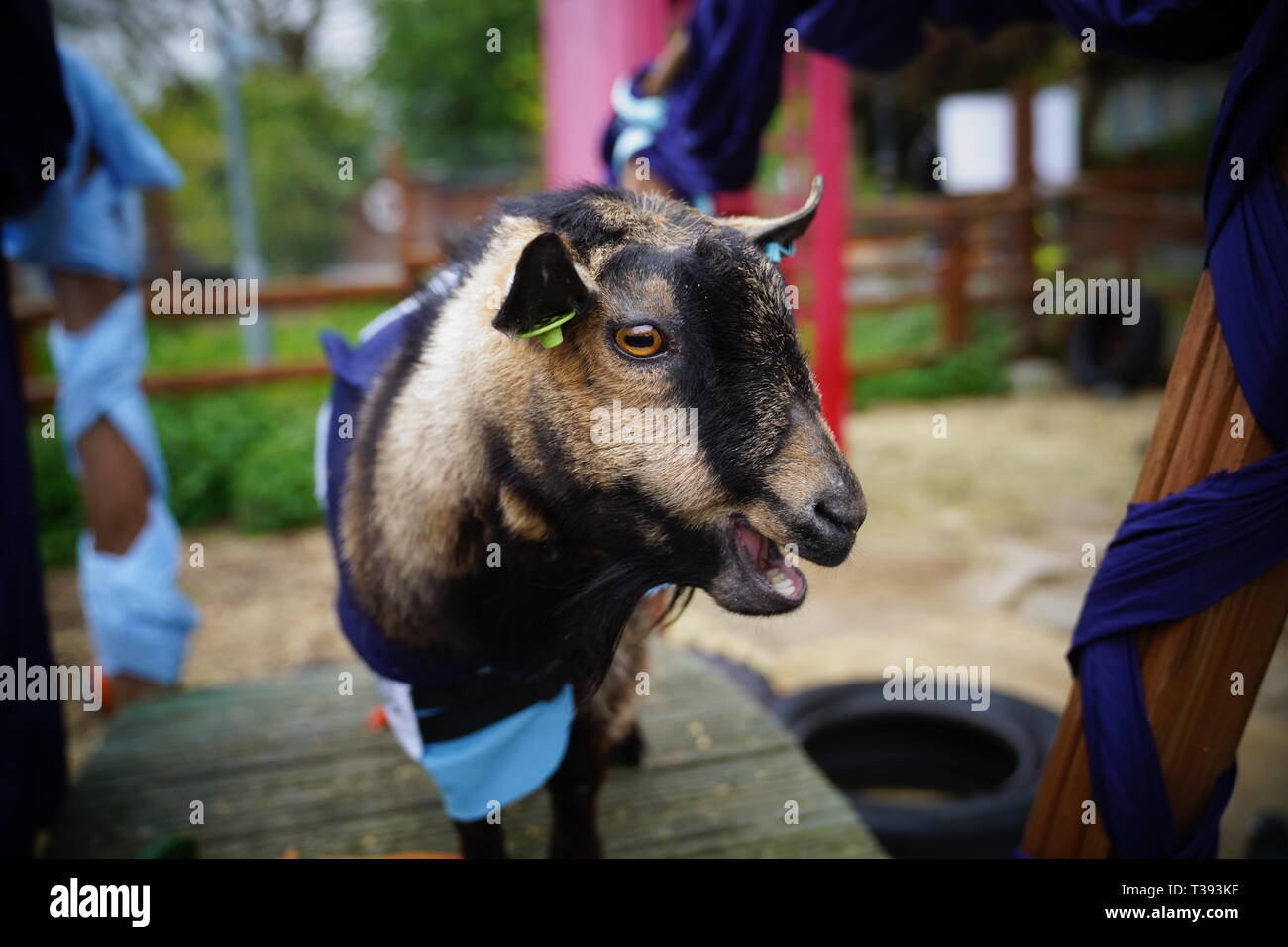 Coinciding with the Oxford & Cambridge Boat Race, two goats (one representing Oxford and one representing Cambridge) race for victory. Stock Photo