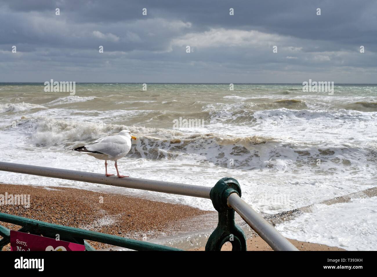 Close up of a herring gull,Larus argentatus, perched on a seafront ...