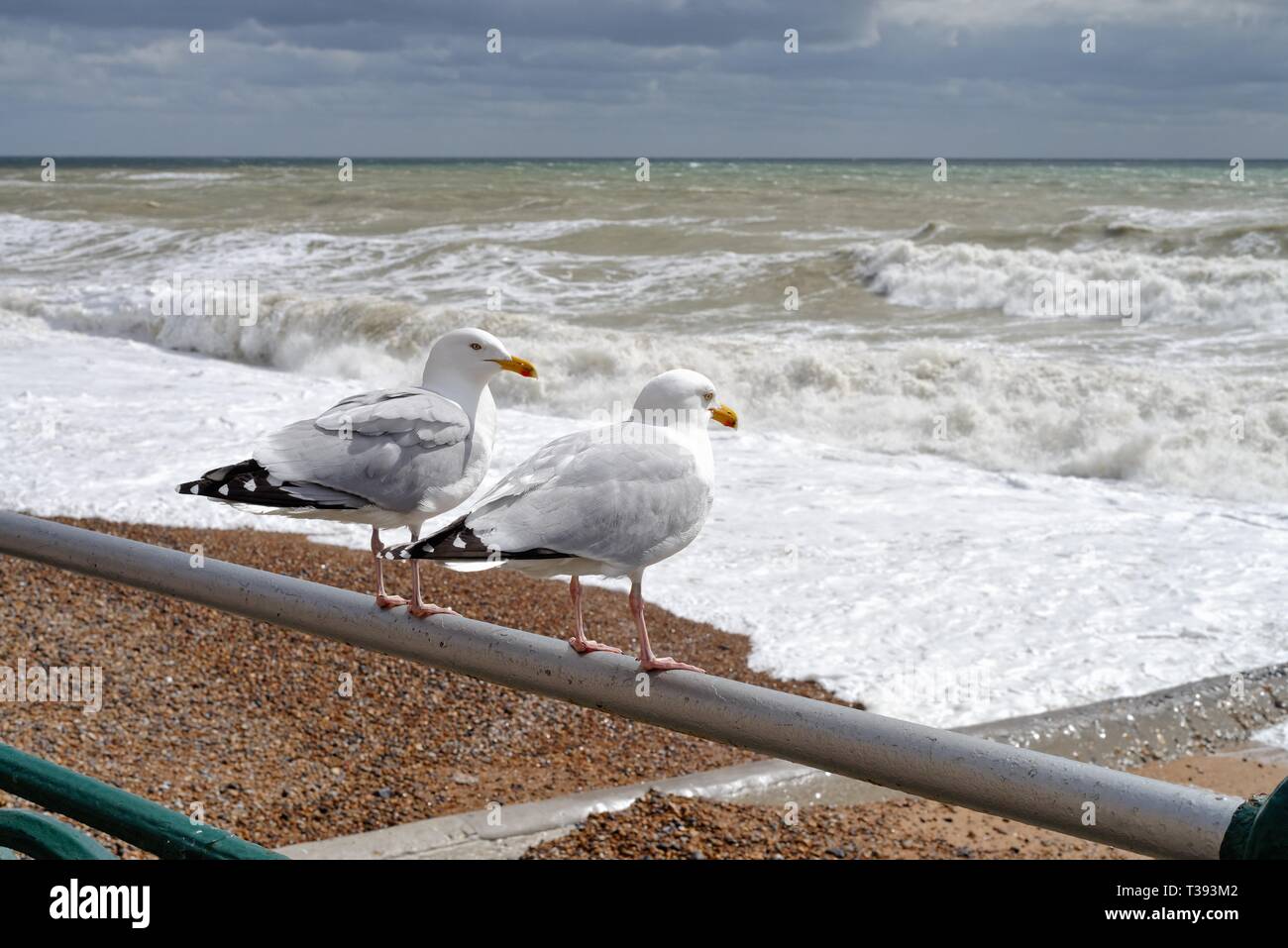 Close up of two herring gulls,Larus argentatus, perched on a seafront railing looking out at a