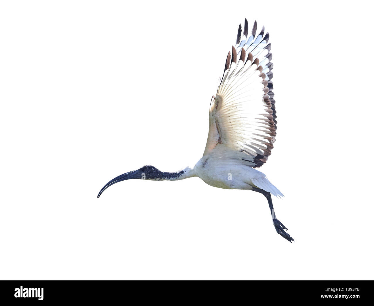 African sacred ibis in flight isolated on a white background Stock Photo