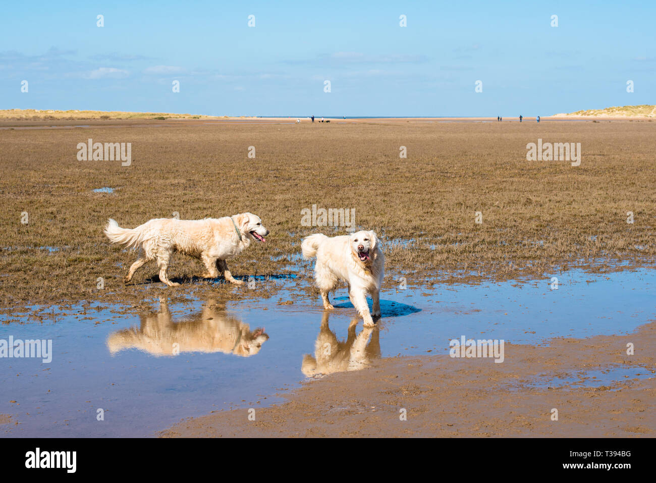 two-golden-retriever-dogs-on-on-holkham-beach-and-nature-reserve-on