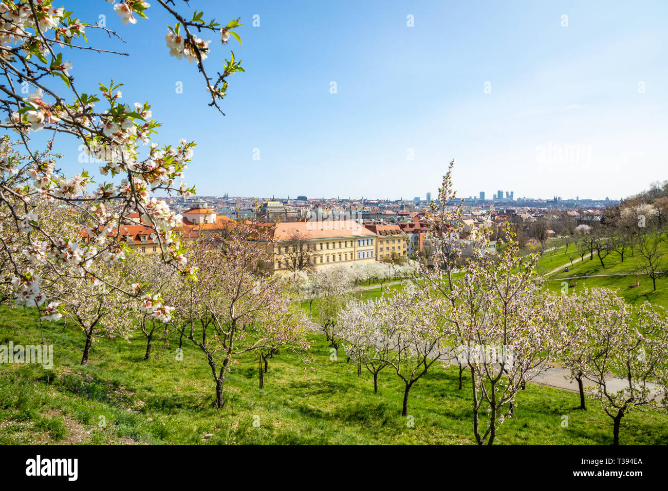 Blooming apple tree in spring Prague Petrin hill with city veiw, Czech Republic Stock Photo