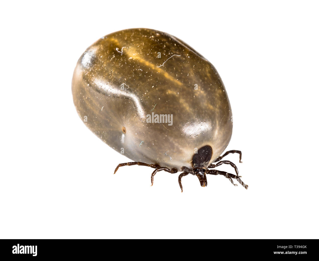 Castor Bean Tick (Ixodes ricinus) sucked full of blood and ready to reproduce. This animal is causative agent of Lyme disease and tick-borne encephali Stock Photo