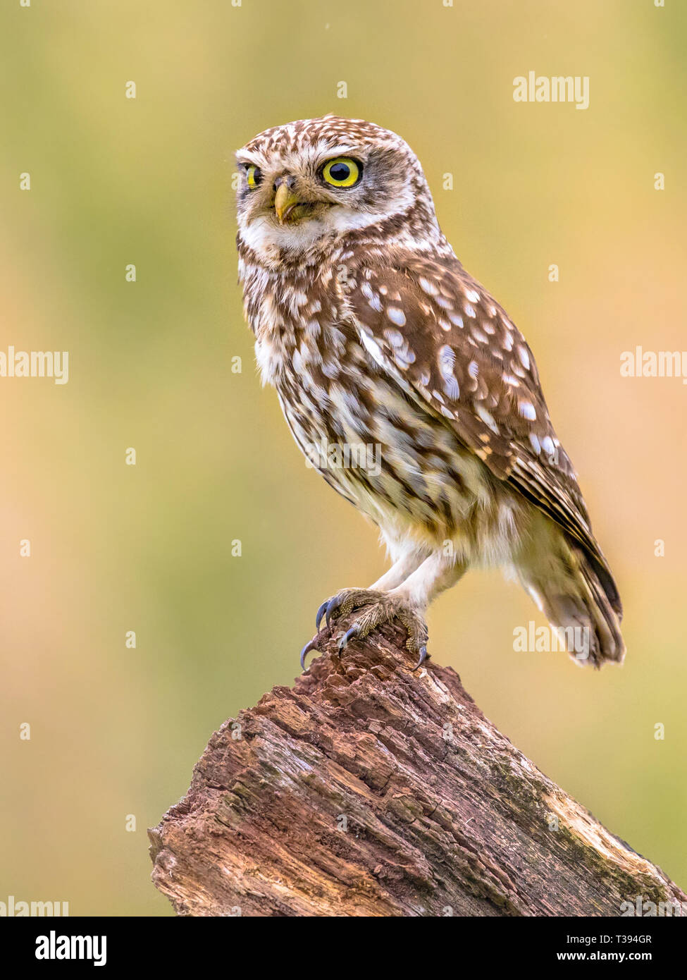 little-owl-athene-noctua-nocturnal-bird-perched-on-log-with-bright