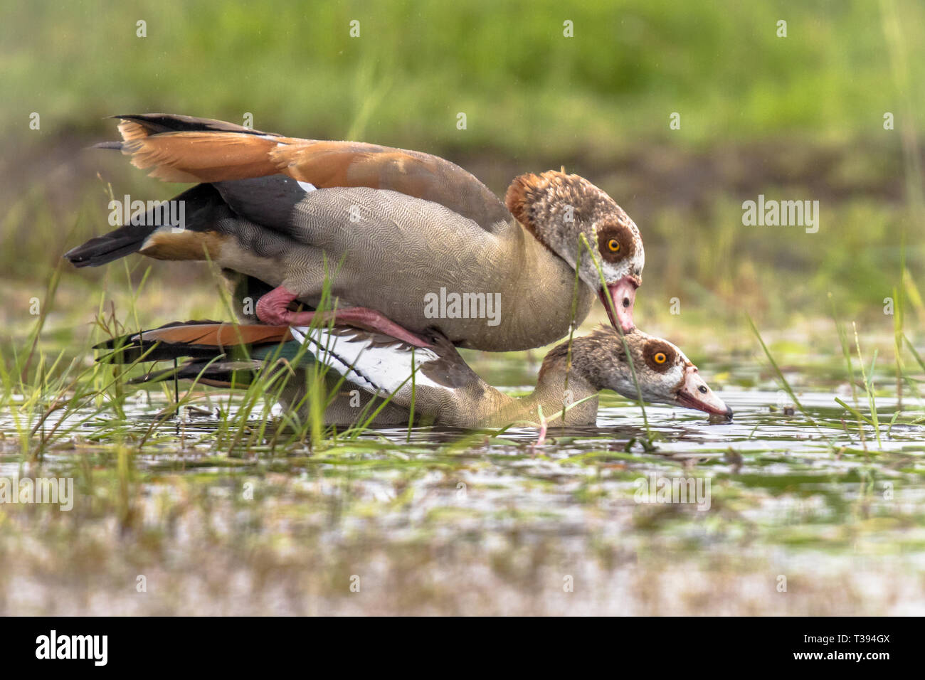 Egyptian goose (Alopochen aegyptiaca) bird couple mating in water of shallow pond. This bird is a problematic quick reproductive invasive species in m Stock Photo