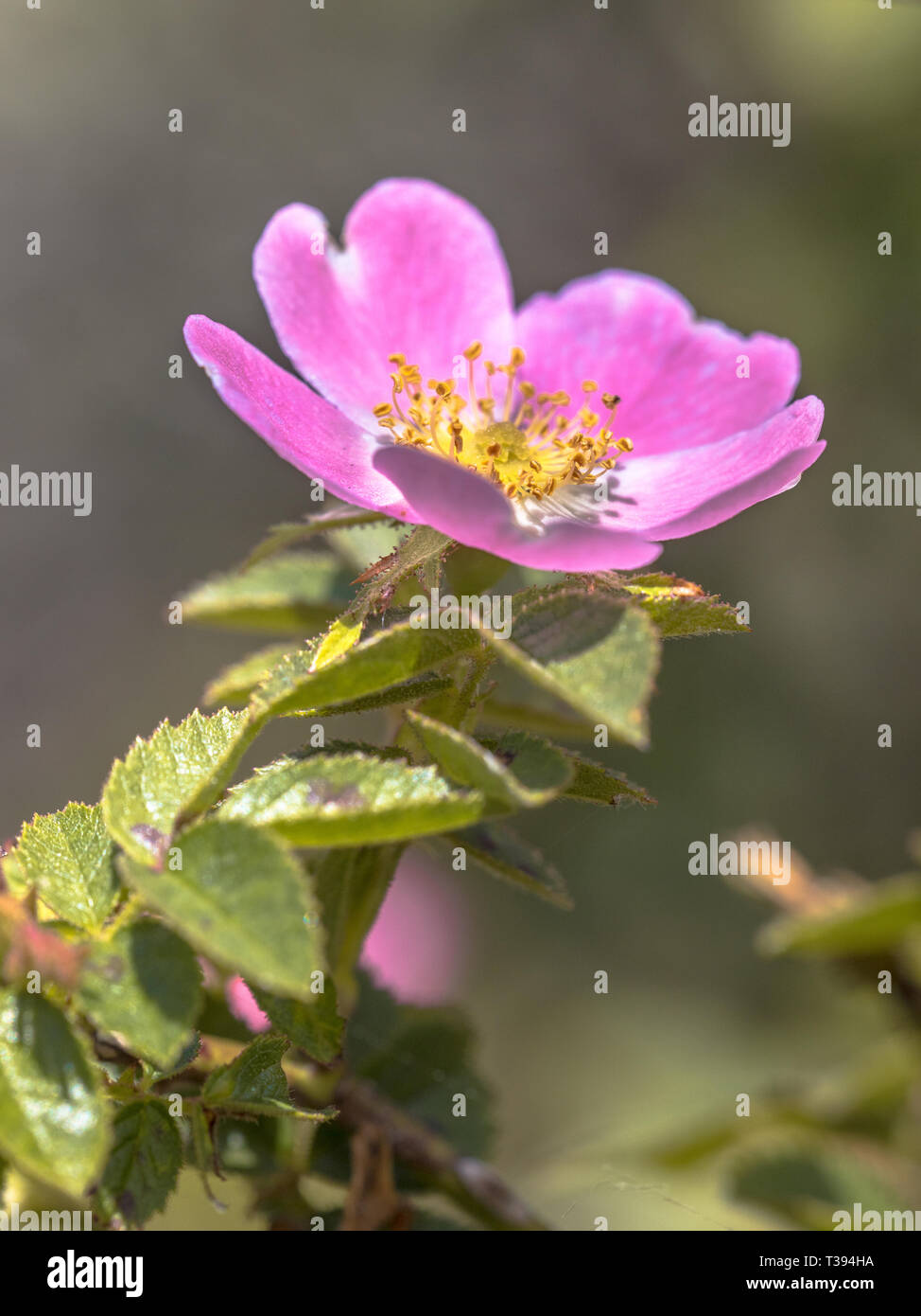 Dog rose (Rosa canina) pink flower in dune vegetation nature reserve Stock Photo